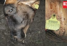 ચીખલી તાલુકાના આલીપોરમાં ગૌ રક્ષકોએ ઝડયું કતલખાનું