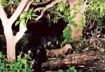 ચીખલીના કુકેરી ગામના હનુમાન ફળિયામાં દીપડાનો લટાર મારતો વિડીયો થયો વાયરલ..