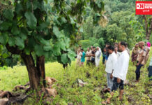 જાણો: ક્યાં ખેતરમાં વીજળી પડતાં ચરવા ગયેલા 17 પશુનાં થયા મોત