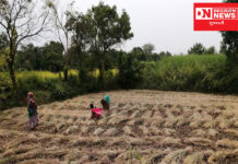 નવરાત્રી મહોત્સવ પૂર્ણ થતાં જ વાંસદાના ખેડૂતોએ શરુ કરી ડાંગરના પાકની કાપણી !