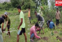 માંડવીમાં મનરેગા અંતર્ગત મિયાવાકી પ્રોજેકટ હેઠળ 520 રોપાથી જંગલ તૈયાર કરવા