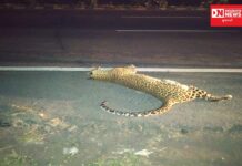 ચીખલીમાં અજાણ્યા વાહન ચાલકે દીપડા ટક્કર મારતાં દીપડાનું થયું મૃત્યુ !