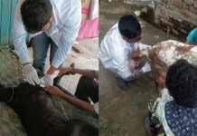 વડોદરા જિલ્લામાં GVK EMRI અને રાજ્યના પશુપાલન વિભાગ દ્વારા ૧૭ ફરતા પશુ દવાખાના કાર્યરત કરાયા