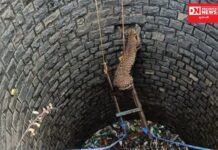 ડાંગમાં પિંપરી ગામના કૂવામાં પડેલી દીપડી વન વિભાગ દ્વારા કરાયું રેસ્ક્યુ