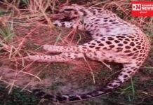 ચીખલીના રાનકુવા ગામના ખેતરમાં મૃત હાલતમાં મળ્યો દીપડો મૃત: મૃત્યુનું કારણ અકબંધ