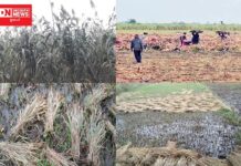 કમોસમી વરસાદથી ખેડૂતોને મોટું નુકસાન: શું સરકાર મદદનો હાથ લંબાવશે ખરી..