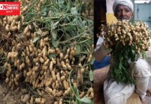 ખેડૂતોને 41 (JPS 65) નામની પદ્મા મગફળી કરશે માલામાલ: એક સંશોધન
