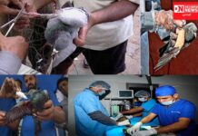 વલસાડ જીલ્લામાં કરૂણા અભિયાન-૨૦૨૨ અંતર્ગત ઘાયલ પક્ષીને તાત્કાલિક સારવાર માટે જાહેર કરાયા હેલ્પલાઇન નંબર