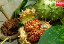 જાણો: ક્યાં 4 બાળકો રમતમાં ધતૂરાનાં ફળનું શાક બનાવી ખાઈને બેભાન થઈ જતાં હોસ્પિટલમાં ખસેડાયા