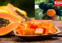 પપૈયાના ફાયદાથી કોઈ અજાણ નથી પણ આજે વાત તેના નુકશાનની…