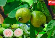 જામફળ છે આ બીમારીમાં ઔષધ સમાન: જાણો