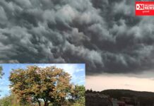 વાંસદા અને ચીખલી વિસ્તારોમાં હળવા વરસાદી ઝાંપટાએ ખેડૂતોમાં ચિંતા વધારી !