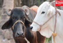 પશુપાલનમાં ગાય-ભેંસના માટે કેટલી અને કેવી રીતે મળશે લોન !