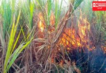 ચીખલીના સુરખાઇ ગામમાં GEBના બેદરકારીના કારણે ખેડૂતના 150 થી 175 ટન શેરડીનો પાક બળી થયો ખાખ