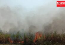 ચીખલીમાં વીજકંપનીના બિનજવાબદાર કામગીરીના કારણે સમરોલી અને સાદકપોર ગામના ખેડૂતોનો શેરડીનો પાક બળીને ખાખ