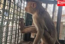 ચીખલીમાં લોકોની ઊંઘ હરામ કરનારા તોફાની કપિરાજ આખરે પુરાયા પાંજરે