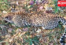 ફરી એક વખત મળ્યો 4 વર્ષનો દીપડો મૃત હાલતમાં… જાણો સમગ્ર ઘટના