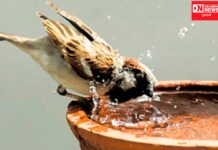 આજે વિશ્વ ચકલી દિવસ… જાણો ચકલી વિષે અવનવું..!