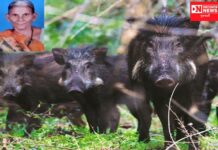 ભૂંડોના ઝૂંડે હુમલો કરી મહિલાને ઉતારી દિધી મોતને ઘાટ: લોકમત આ મુદ્દે વનવિભાગની બિનકાળજી જવાબદાર..