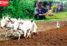 દેશમાં 25 વર્ષ બાદ કોઈ ખેડૂત નહીં હોય.. જાણો કોણે અને કેમ કહી આ વાત..