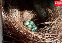 નાનાપોઢાં ટીટોડીએ ચૈત્ર માસમાં પાંચ ઇંડા મુકતા ચોમાસુ વહેલુ અને સારૂ જવાના એંધાણ..