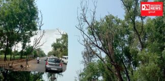 ચીખલીના રાનકુવા રેલ્વે ક્રોસિંગ ફાટક પાસે સૂકાયેલ ઝાડ બન્યું છે જોખમકારક: તંત્ર નિંદ્રાધીન