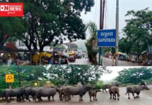 ગુજરાતના ગિરિમથક સાપુતારામાં પાડાઓ સહેલાણીઓના સ્વાગત માટે ઊભા હોય તેવા સામે આવ્યા દ્રશ્યોચિત્રો..