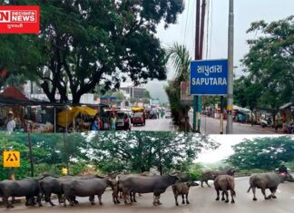 ગુજરાતના ગિરિમથક સાપુતારામાં પાડાઓ સહેલાણીઓના સ્વાગત માટે ઊભા હોય તેવા સામે આવ્યા દ્રશ્યોચિત્રો..