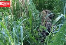 આહવાના ચિકટીયા ગામ પાસે કોઈ અજાણ્યા વાહન ચાલકે દીપડાને અડફેટે લઇ કર્યો ઘાયલ: દિપડો સારવારમાં..