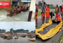 નવસારીના ખડસૂપાની પાંજરાપોળમાં 8 ફૂટ જેટલા પુરના પાણી ભરતાં જાણો શું થઇ પશુઓની હાલત અને કેટલી ગાયોના મોત..