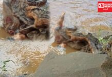 પૂરના પાણી ઓછારતા ડાંગમાં નદી કિનારે માનવ લાશો મળ્યાના થયા કિસ્સા શરુ..