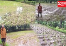 વાંસદામાં પુર અસરગ્રસ્ત ખેડૂતોના પાક નુકશાનનો સર્વે પૂર્ણ.. જાણો શું કહ્યું સર્વેયરોએ..