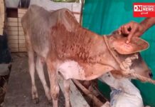 લમ્પી વાયરસને અટકાવવા વલસાડમાં વધુ 1195 પશુનું રસીકરણ કરાયુ, વધુ 4 શંકાસ્પદ મળ્યા કેસ