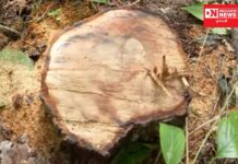 વાલોડ તાલુકાના ગામોમાં પુષ્પારાજ.. આ ચંદન ચોર પુષ્પાઓને પકડવામાં વાલોડ પોલીસનો પાનો ટુંકો..