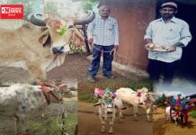 ઉમરપાડા તાલુકાના ગામડાઓમાં ઉજવાયો બૈલપોળા તહેવાર.. જાણો તહેવારની ખાસિયત..