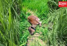 ચીખલીના રાનવેરીકલ્લા ગામમાં દીપડાએ વાછરડીને શિકાર બનાવી શિકાર.. જુઓ વિડીયો