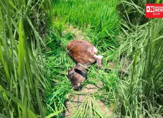 ચીખલીના રાનવેરીકલ્લા ગામમાં દીપડાએ વાછરડીને શિકાર બનાવી શિકાર.. જુઓ વિડીયો