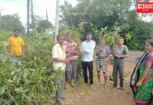 વાંસદા તાલુકાના દુબળ ફળિયા ગામમાં ગ્રામ વિકાસ અને ખેડૂતોના હિતમાં સરપંચશ્રી દ્વારા આંબાની કલમ વિતરણ