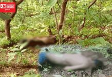 કેવડી ઉત્તર બુનિયાદી આશ્રમ શાળામાંથી ગુમ થયેલા ડેડીયાપાડાના વાડવા ગામના વિદ્યાર્થીની મળી લાશ.. હત્યા કરાયાની આશંકા