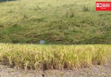 ડાંગરની કાપણી માટે તૈયાર થયેલા ખેડૂતોને.. વરસાદે કહ્યું જરા થોભો ભાઈ.. Decision Newsની ખેડૂત સાથે વાતચીત..