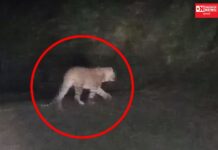 ચીખલીના માંડવખડક ગામમાં લટાર મારવા નીકળેલો દિપડો કેમેરામાં થયો કેદ.. જુઓ વિડીયો