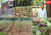 જાણો.. કેવીરીતે… સંપૂર્ણ ગાય આધારિત પ્રાકૃતિક ખેતી કરી કપરાડાના ખેડૂત દરેક ઋતુમાં પાકો મેળવી પગભર થયા છે
