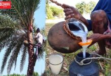 આદિવાસી વિસ્તારોમાં ધરતીનું અમૃત કહેવાતી ‘તાડી’ પીવા માટે લોકોની વહેલી સવારથી જ લાઇનો..