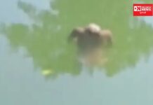 કપરાડાના કરવડ ગામમાં વહેતી દમણ ગંગા કેનાલના પ્રવાહમાં માથા વગરની તરતી મળી લાશ..