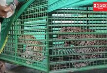 વઘઇના બોન્ડારમાળ ગામમાં અફરાતફરીનો માહોલ પેદા કરનાર દીપડો આખરે પાંજરે પુરાયો..