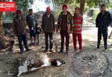 ડેડિયાપાડાનાં ગારદા ખાતે દીપડાએ વધુ એક વાછરડીનું કર્યું મારણ.. ગ્રામજનોમાં ફેલાયો ફાફડાટ