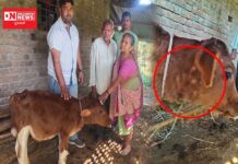 વાંસદાના મનપુર ગામમાં દીપડાએ કર્યો ગાયના વાછરડા પર જીવલેણ હુમલો.. જુઓ વિડીયો