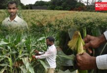 વાંસદાની પ્રાયોજના કચેરી દ્વારા સ્વીટકોર્નની ખેતીથી ખેડૂતોના જીવનમાં ભરાઈ રહી છે મીઠાશ..