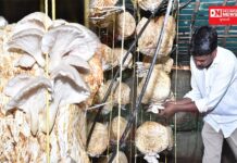 કપરાડાના આદિવાસી ખેડૂત મશરૂમની ખેતીથી ગામની મહિલાઓને આત્મનિર્ભરતા તરફ..