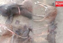 લોહી ચાખ્યા દીપડાનો નાની વાછરડી પર જીવલેણ હુમલો.. જુઓ વિડીયો